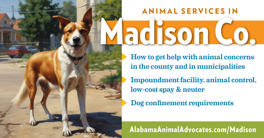 Animal services in Madison County, Alabama. How to get help with animal concerns, impoundment facility, animal control, low-cost spay & neuter, dog confinement requirements.